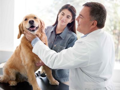 Veterinarian Checking the Dog