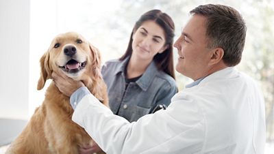 Veterinarian petting dog in office